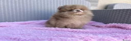 Pomerania perros en venta: Lulú de pomerania calidad - Anuncio 3