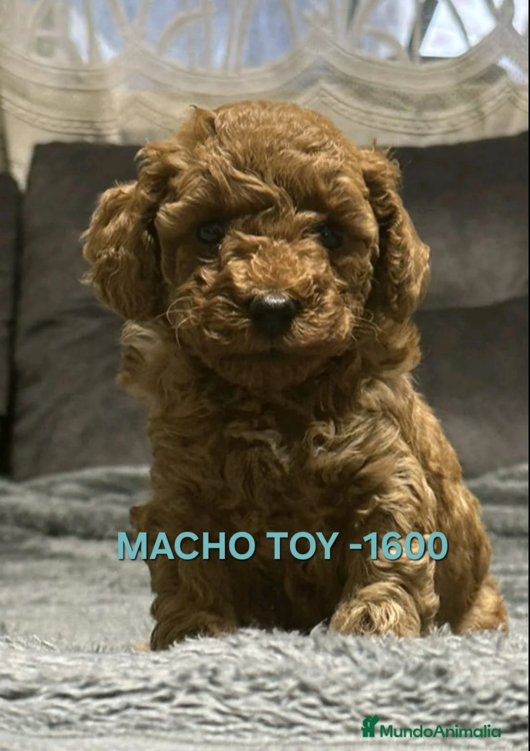 Caniche Toy perros en venta: Cachorros caniche toy - Anuncio 10