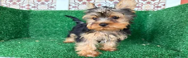 Yorkshire Terrier 3