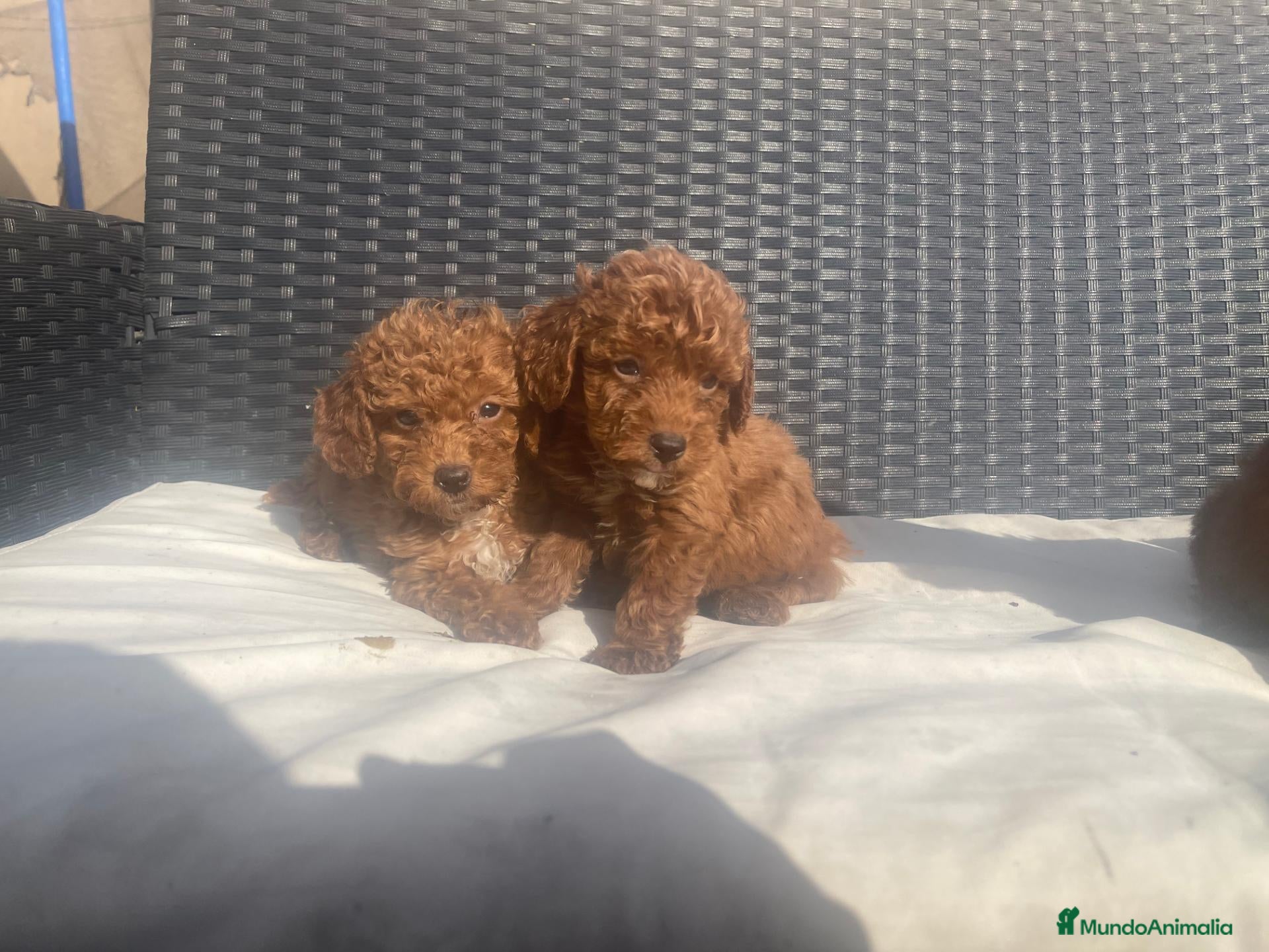 Caniche Toy perros caniche toy  - Anuncio 3
