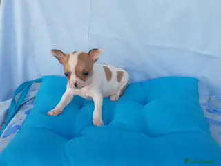 Chihuahua perros chihuahua - Anuncio 3