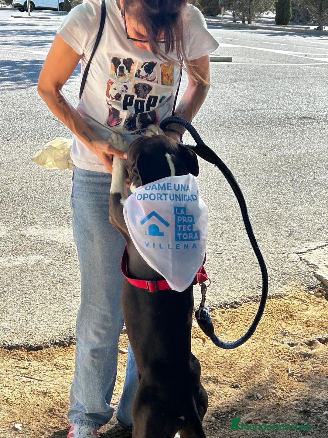 American Bully perros en adopcion: JORDI ❤️ en adopción  - Anuncio 10