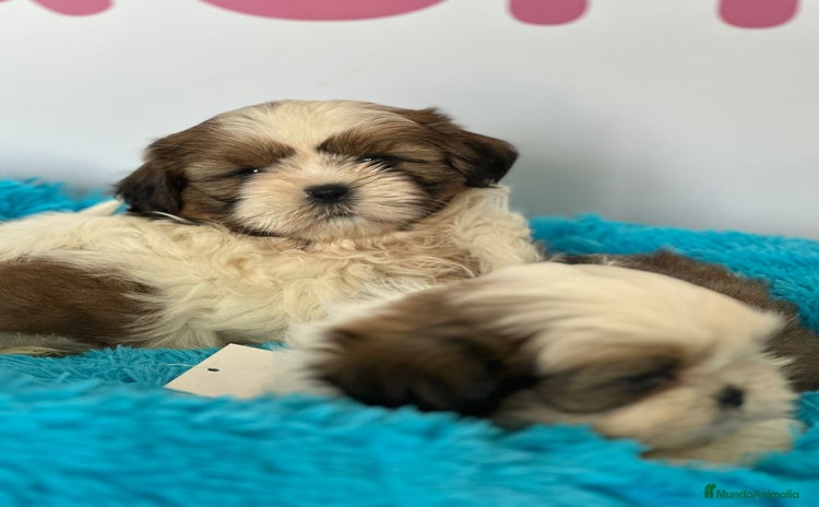 Shih Tzu perros - Propaganda 1