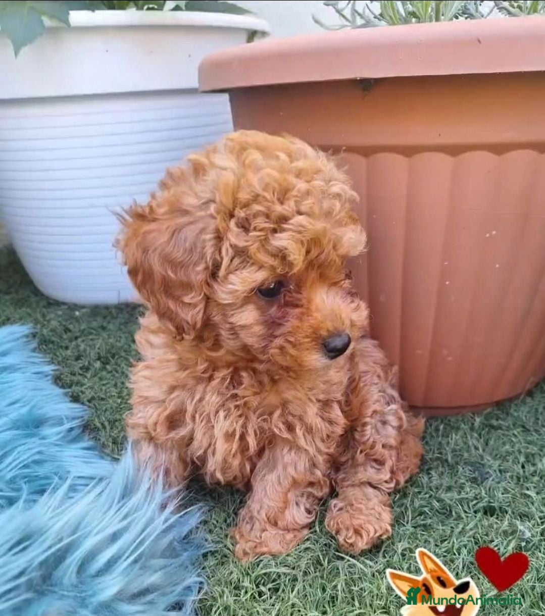 Caniche Toy perros Impresionante hembra de caniche toy - Anuncio 1