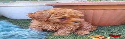 Caniche Toy perros en venta: Impresionante hembra de caniche toy - Anuncio 1