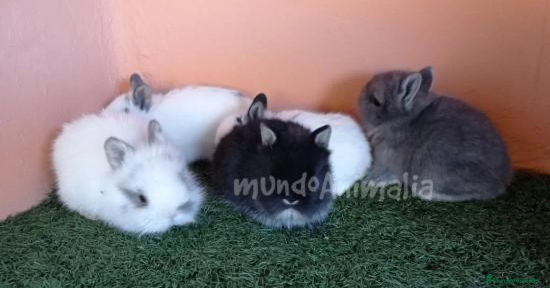 Imagen de galería {{count}}