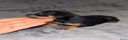 Pinscher Miniatura perros en venta: Pinscher miniatura - Anuncio 24