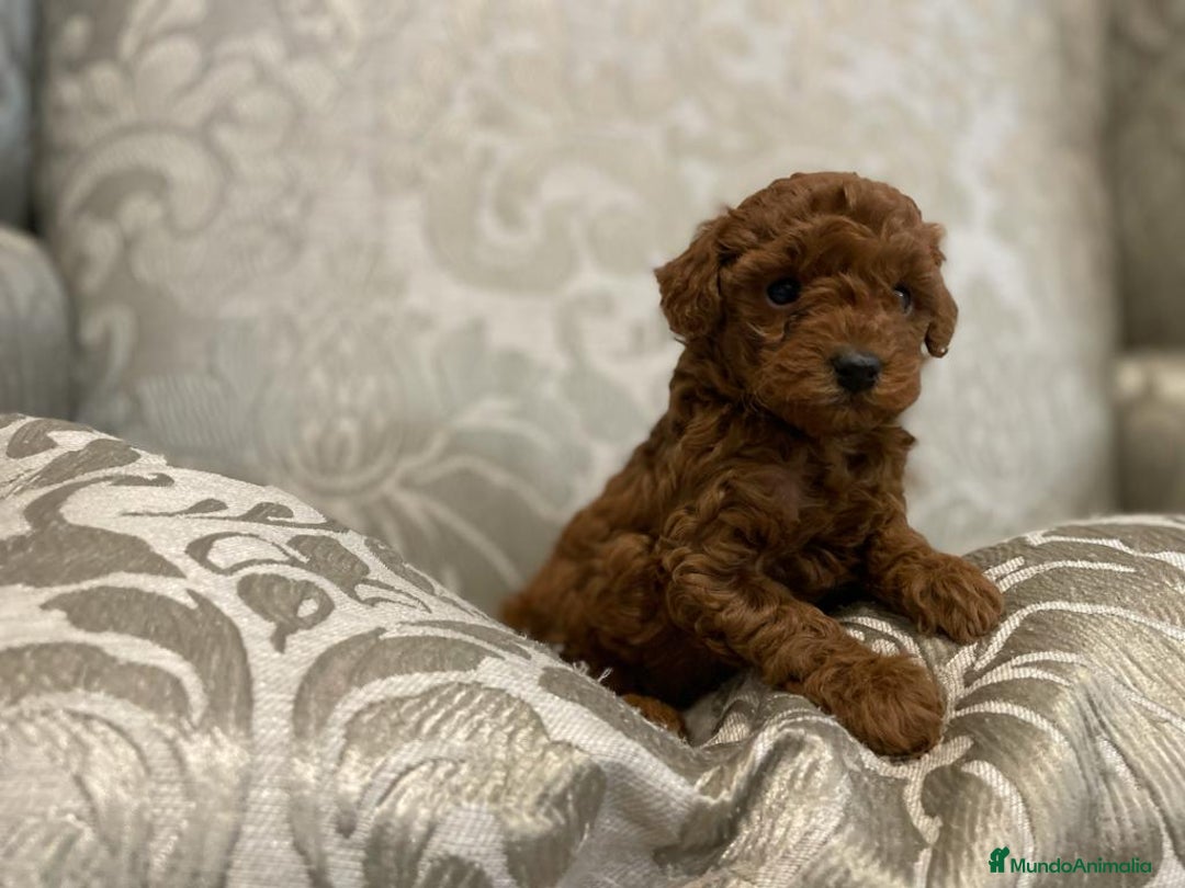 Caniche Toy perros en venta: caniche toy rojo - Anuncio 3