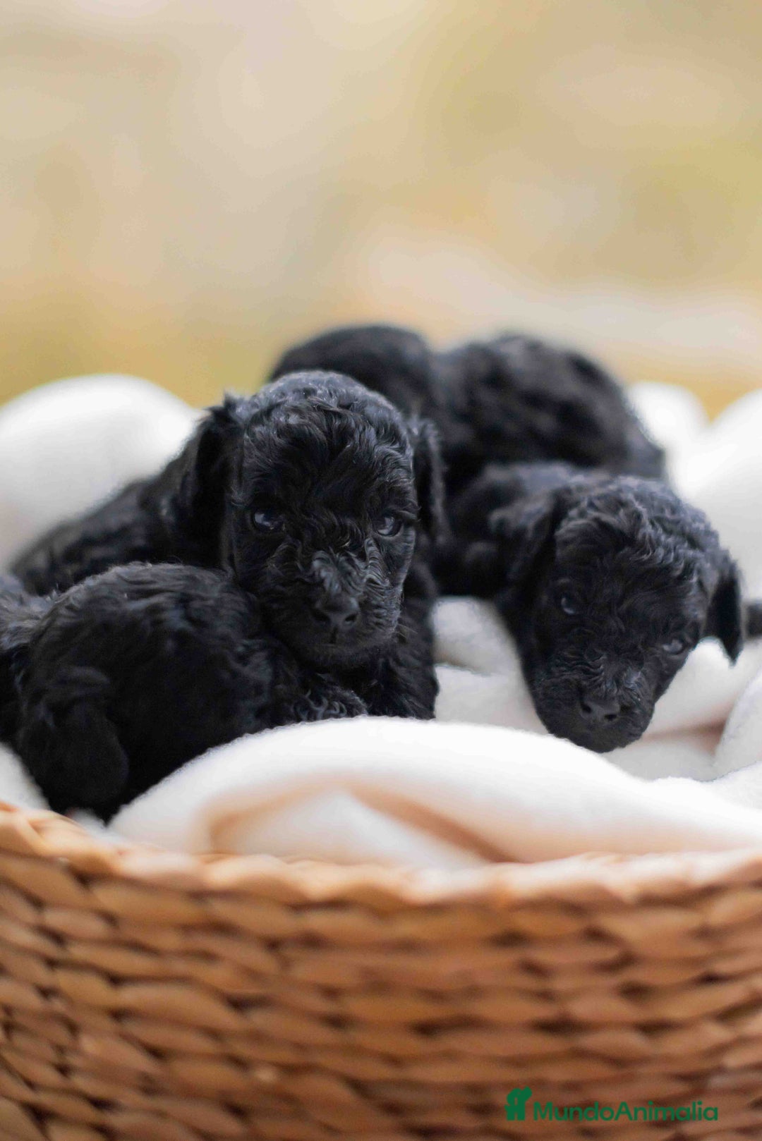 Caniche Toy perros en venta: Caniche toy negros - Anuncio 5