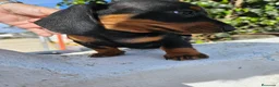 Teckel perros en venta: Teckel kanichen precio real - Anuncio 11