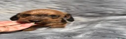 Teckel Miniatura perros en venta: Teckel pelo duro  - Anuncio 5