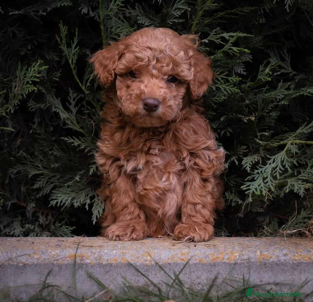 Caniche Toy perros en venta: Caniche Toy. Hembras rojas  - Imagen 3
