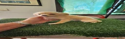 Chihuahua perros en venta: OFERTA ÚLTIMO CHIHUAHUA MINI  - Anuncio 1
