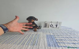 Pinscher Miniatura perros en venta: Pinscher mini - Imagen 6