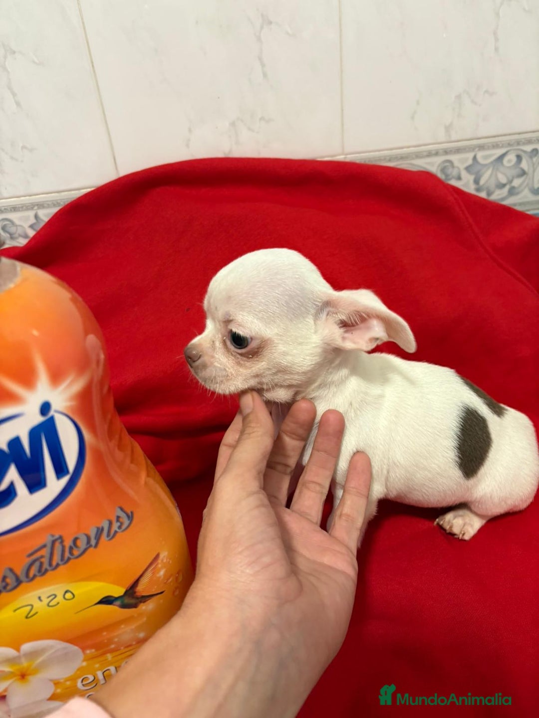 Chihuahua perros en venta: Chihuahua toy blanco - Anuncio 6