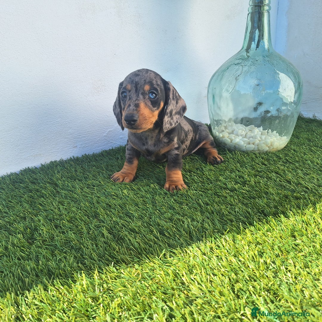 Teckel Miniatura perros en venta: TECKEL MINIATURA ARLEQUIN - Imagen 2