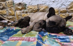 Bulldog Francés perros en venta: CAMADA BULLDOG FRANCES - Imagen 4