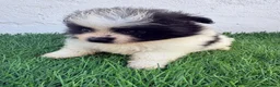 Pomerania perros en venta: Pomerania - Anuncio 4