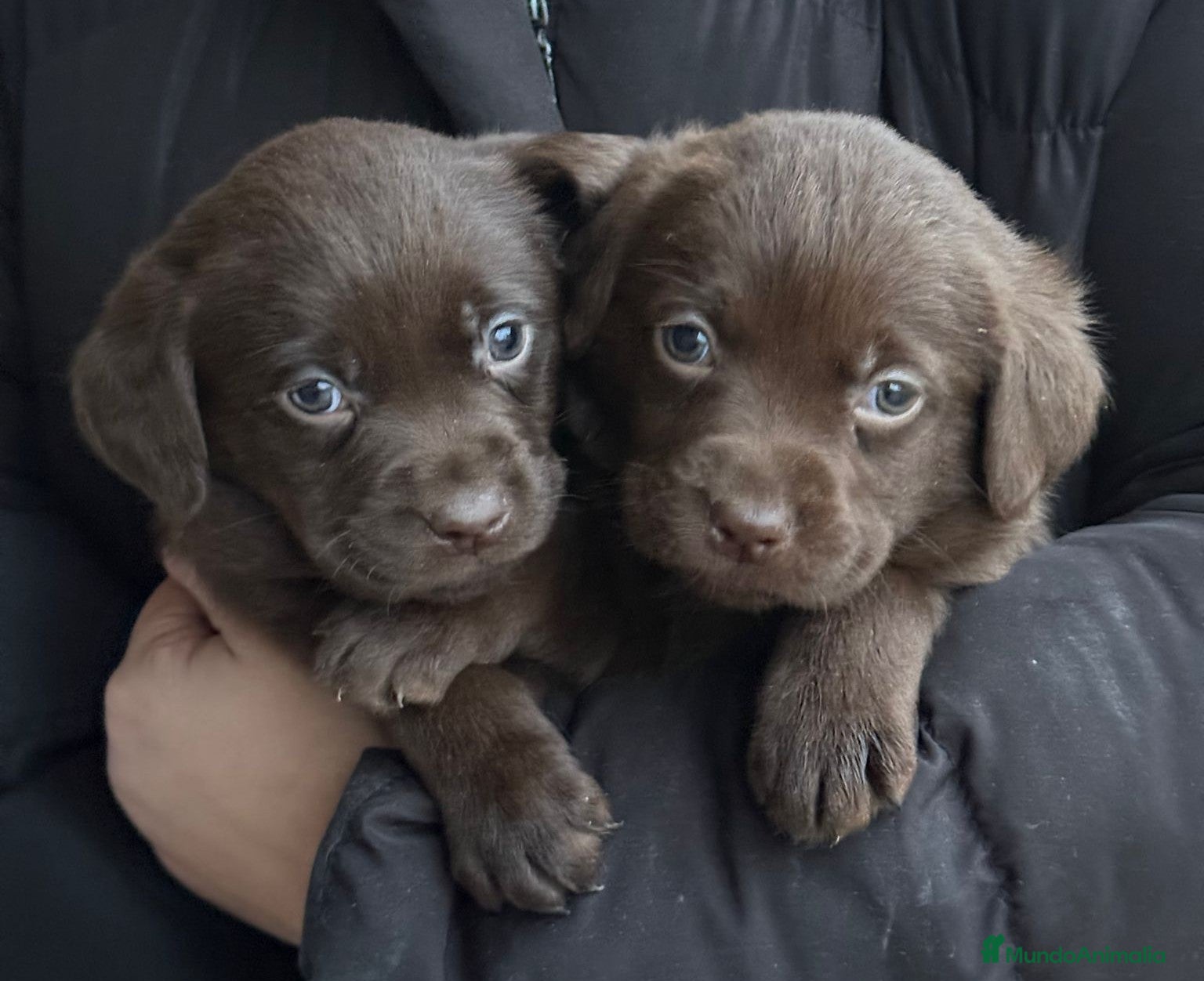 Labrador Retriever perros Labrador  - Anuncio 1