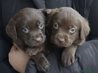 Labrador Retriever perros Labrador - Anuncio 1