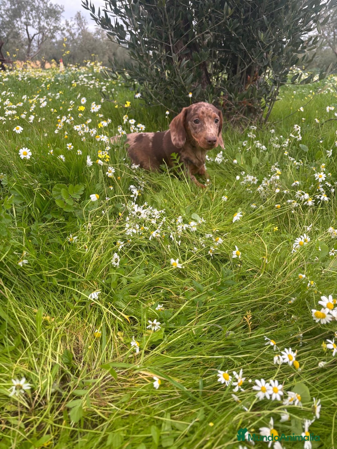 Teckel Miniatura perros en venta: TECKEL MINIATURA ARLEQUIN - Anuncio 3