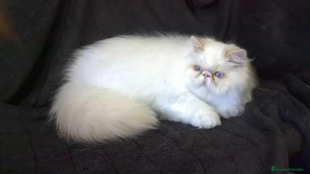 Persa gatos en venta: Persas - Anuncio 5