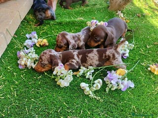 Teckel perros TECKEL ESPAÑA :) en Badajoz - Anuncio 23