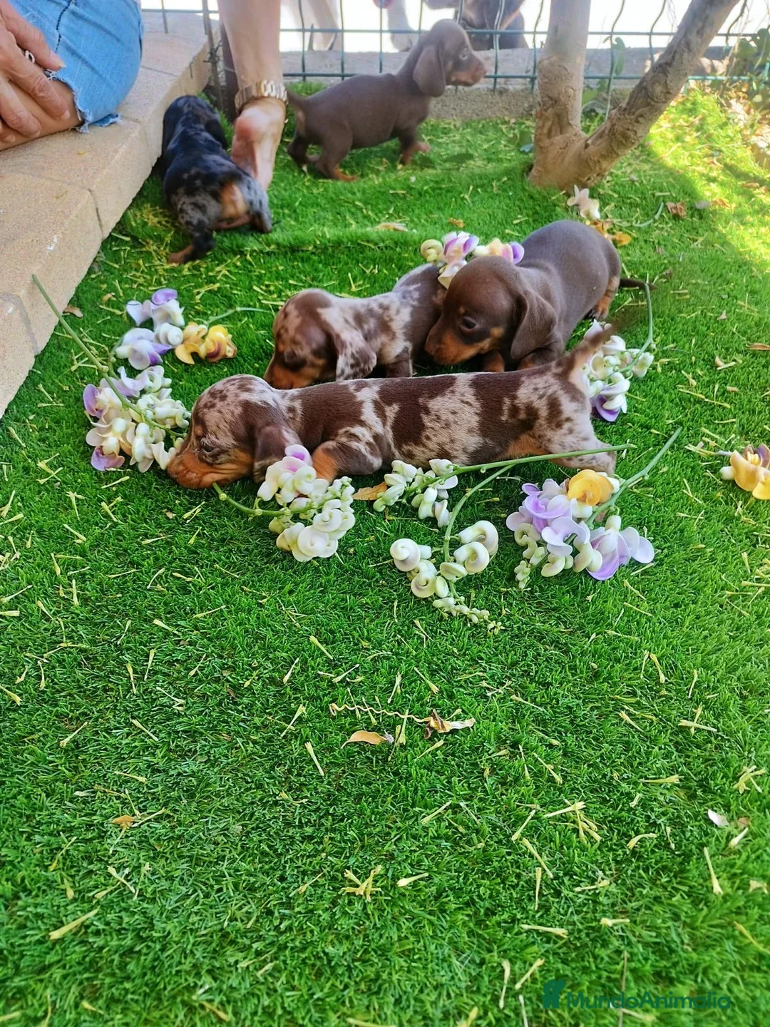 Teckel perros en venta: TECKEL ESPAÑA :)  en Badajoz - Anuncio 1