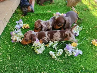 Teckel perros TECKEL ESPAÑA :) en Badajoz - Anuncio 32