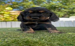 Cocker Spaniel Inglés perros en venta: COCKER SPANIEL INGLES - Imagen 13
