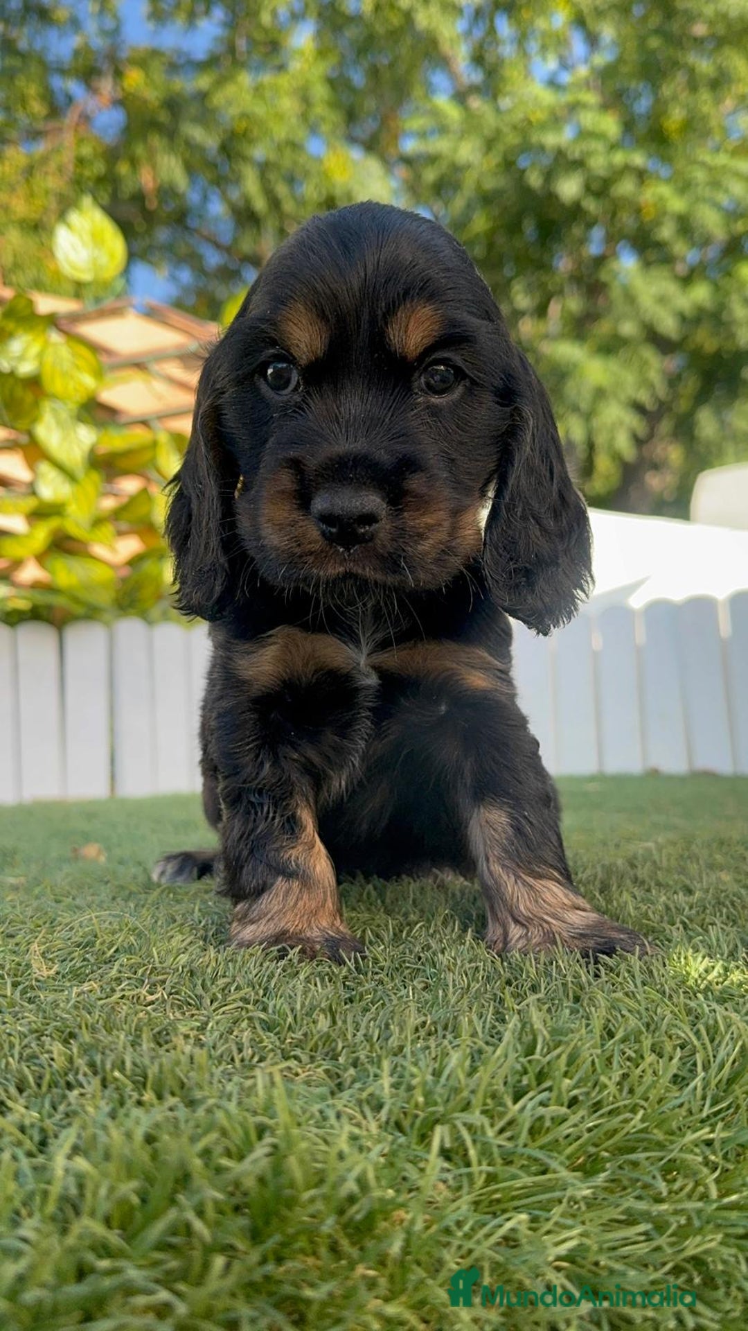 Cocker Spaniel Inglés perros en venta: COCKER SPANIEL INGLES - Imagen 13