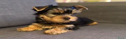Yorkshire Terrier perros en venta: YORKSHIRE CACHORROS  - Anuncio 4