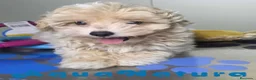 Maltipoo perros en venta: Maltipoo Hembra AQUANATURA - Anuncio 4