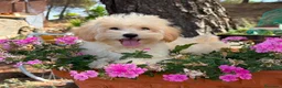 Maltipoo perros en venta: Maltipoo toy listo para entregar !!! - Anuncio 4