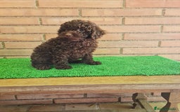 Caniche Enano perros en venta: Caniche - Imagen 11