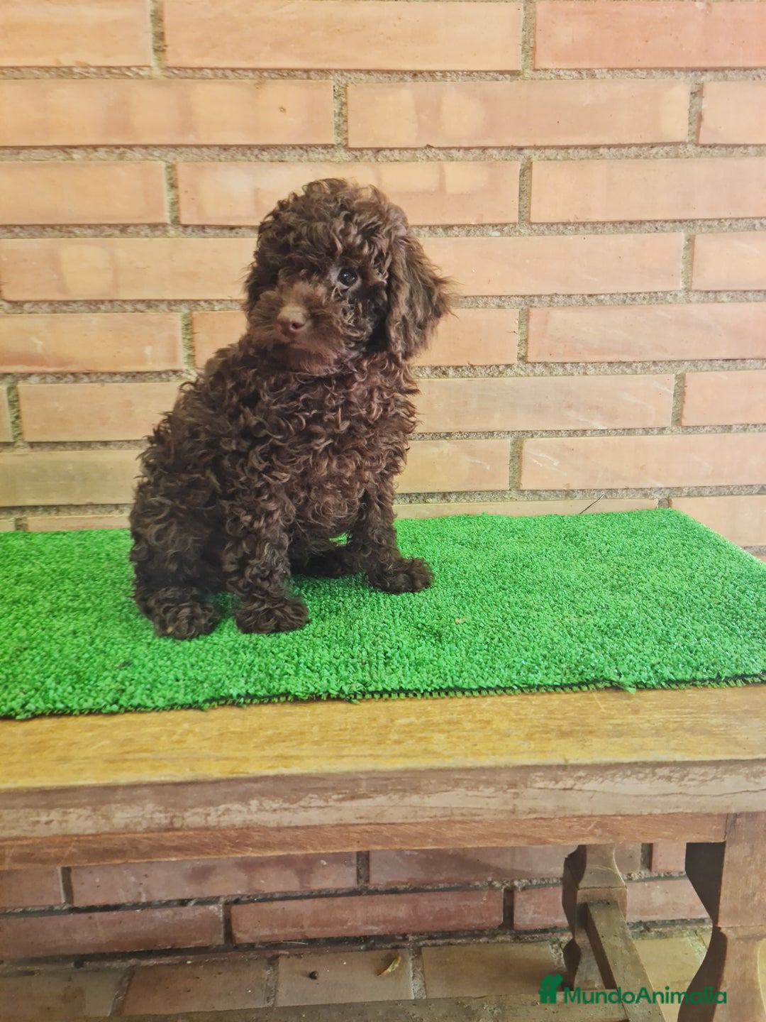 Caniche Enano perros en venta: Caniche - Imagen 11