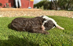 Perro de Agua Español perros en venta: Camada de perros de agua - Imagen 4