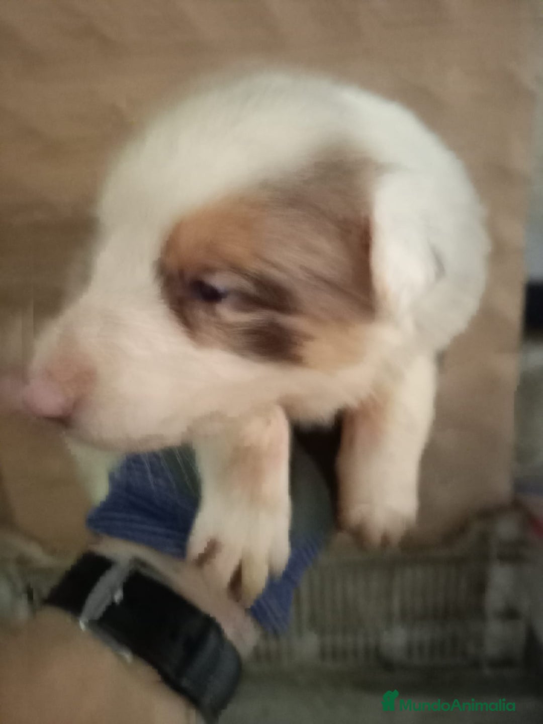 Border Collie perros en venta: Bordér collie  - Anuncio 12