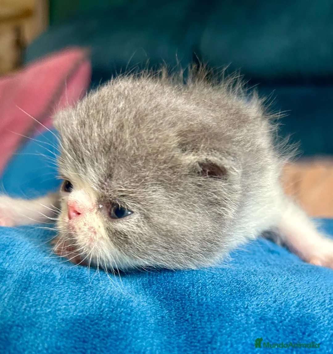 Exótico de Pelo Corto gatos en venta: Machos exótico  - Anuncio 2