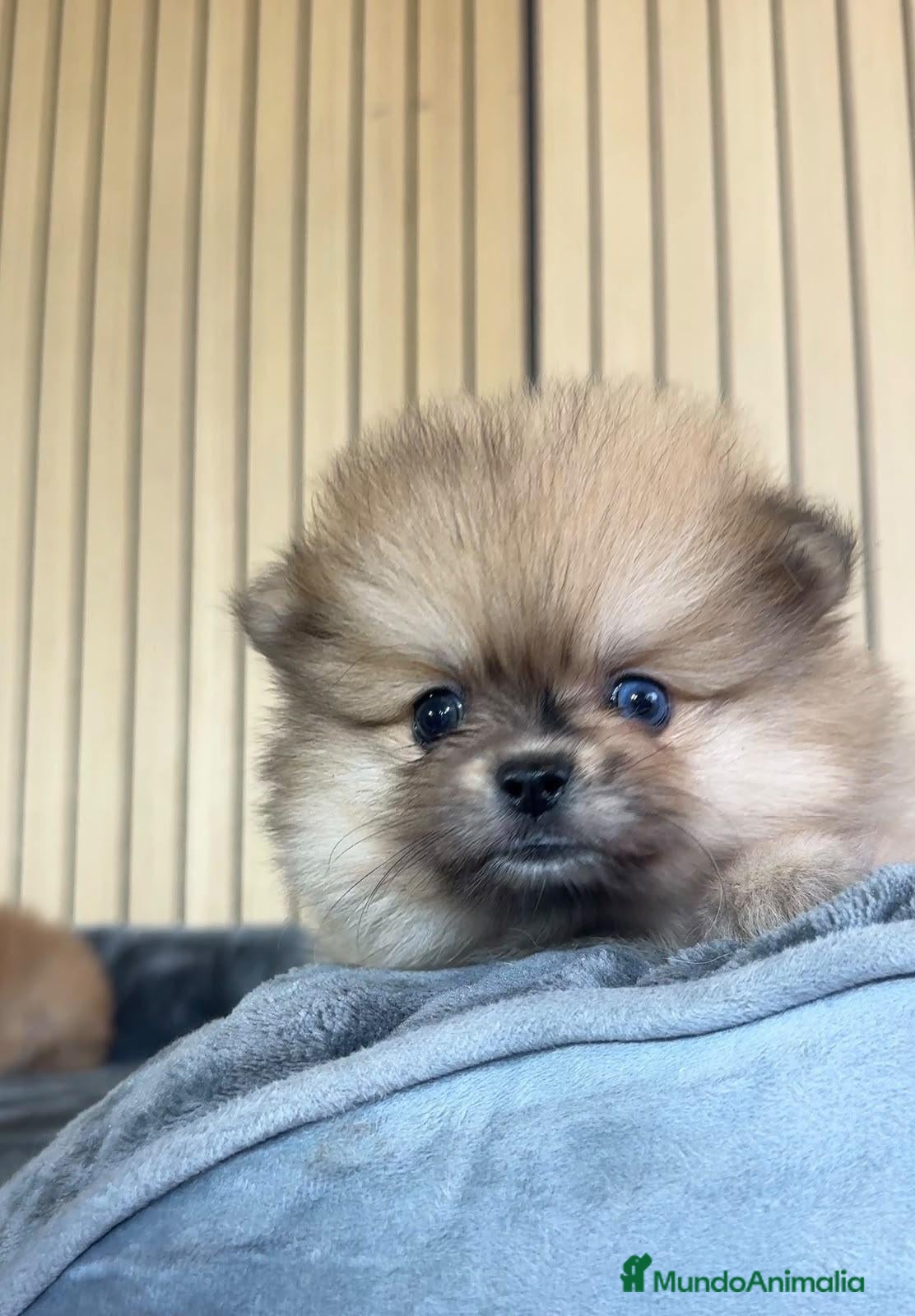 Pomerania perros Pomerania hembra  - Anuncio 3