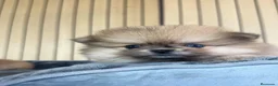 Pomerania perros en venta: Pomerania hembra  - Anuncio 1