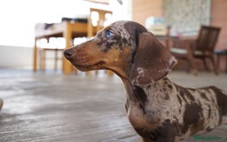 Teckel Miniatura perros en venta: 💎 Frisco – Teckel miniatura exótico, ojo azul 🐾 - Imagen 1