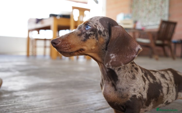 Teckel Miniatura perros - Anuncio 1