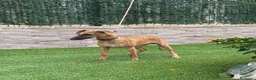 Whippet perros en venta: Galgo whippet  - Anuncio 2