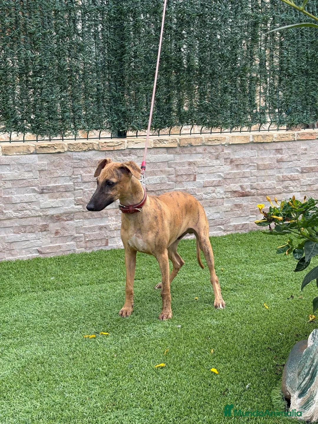 Whippet perros en venta: Galgo whippet  - Anuncio 2