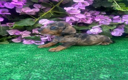 Teckel Miniatura perros en venta: teckel arlequin  - Imagen 4