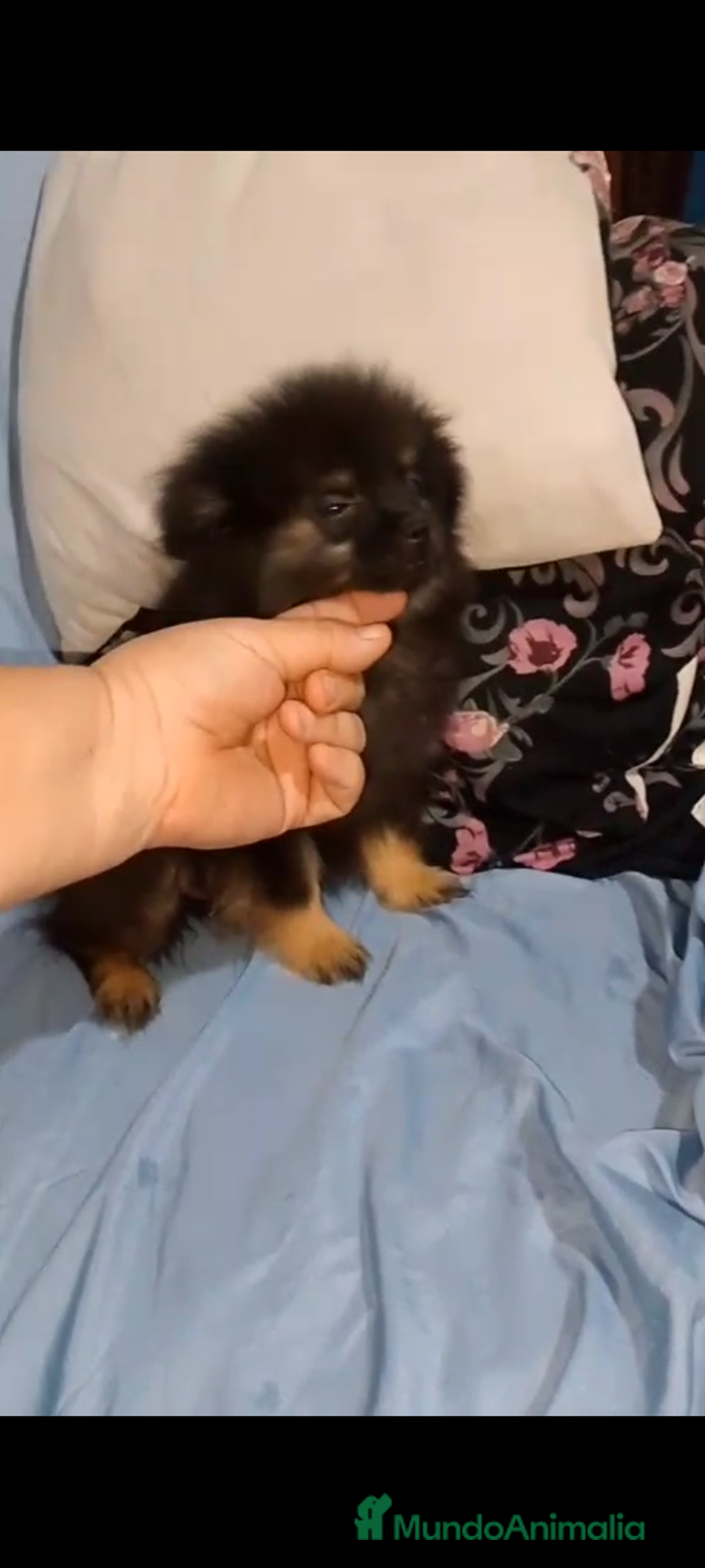 Pomerania perros en venta: Último macho de pomerania 4 meses  - Imagen 4