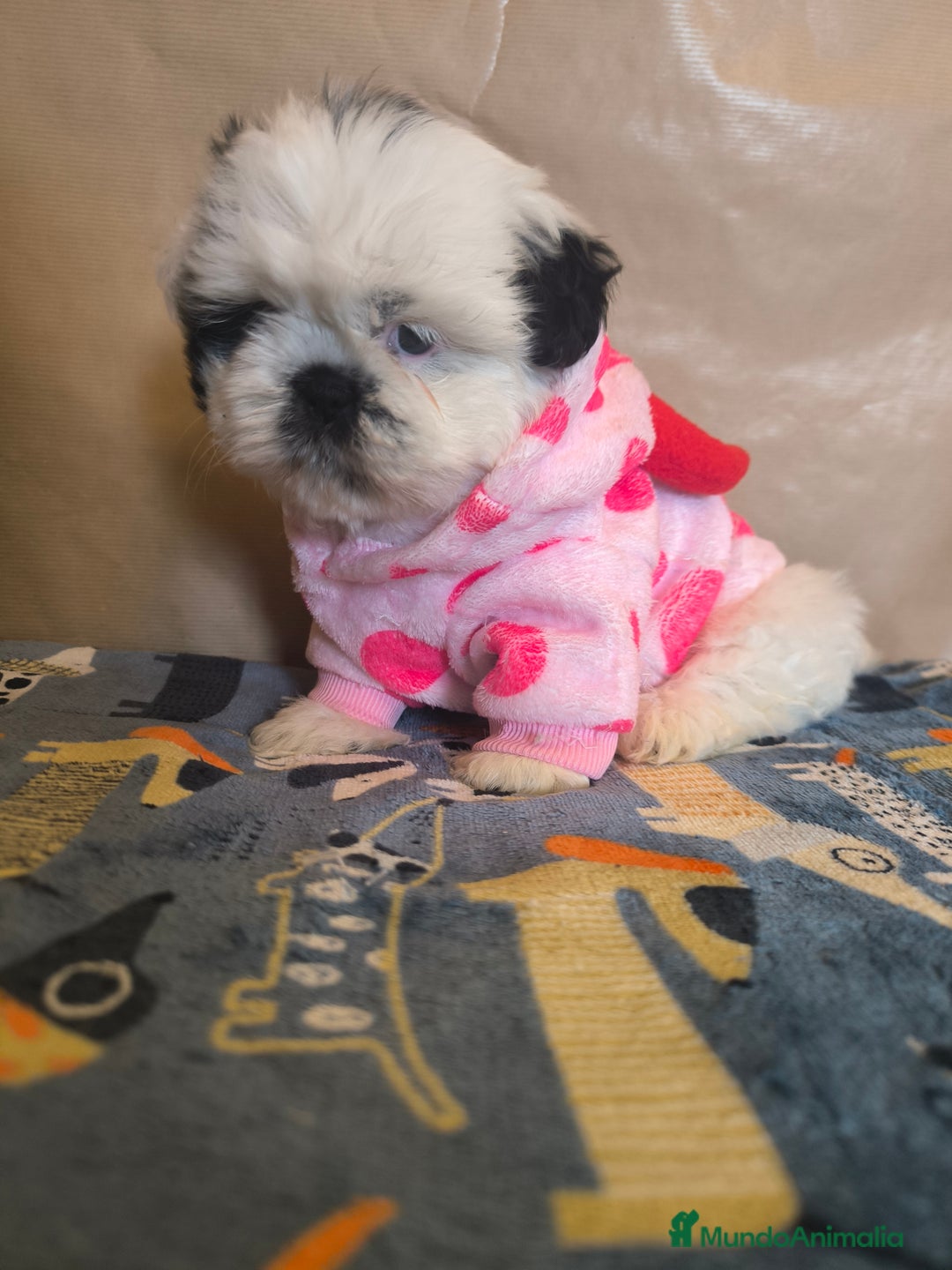 Shih Tzu perros en venta: Shitzu mini - Anuncio 10