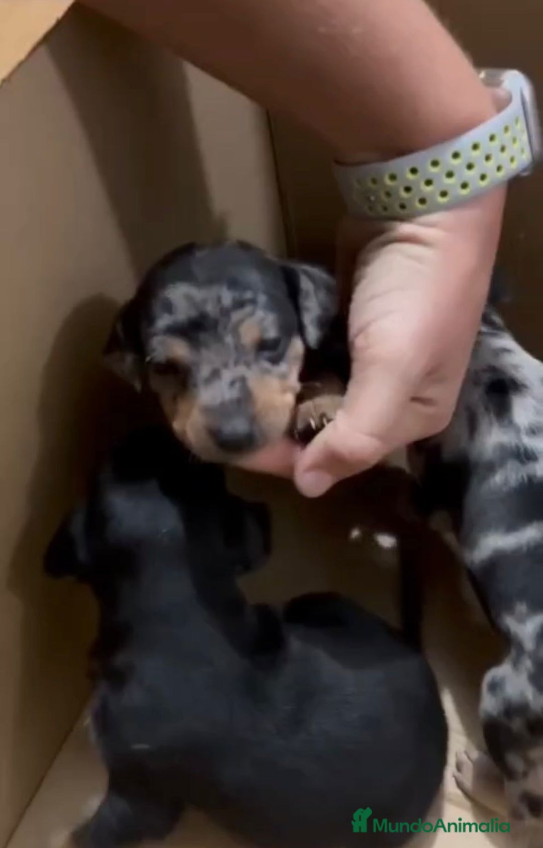 Pinscher Miniatura perros en venta: Pinscher miniatura  - Anuncio 4