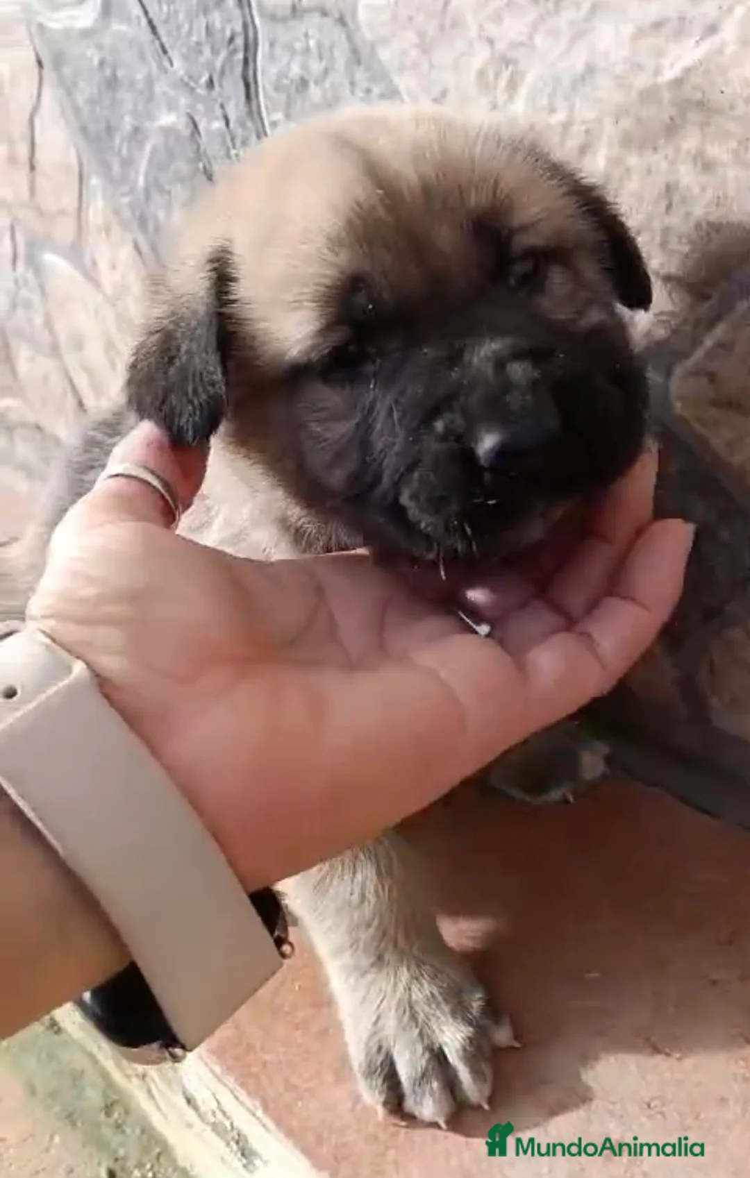 Mastín Español perros en venta: Camada de mastín disponible  - Anuncio 2